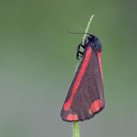 Cinnabar Moth 